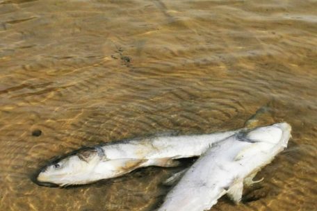 Rund 22 Tonnen tote Silberkarpfen wurden in den vergangenen Wochen aus dem See geborgen