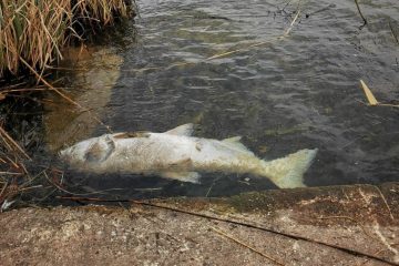 Echternacher See / 22 Tonnen tote Fische: Forscher vermuten Erschöpfung als Todesursache