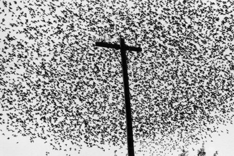 Pájaros en el poste de luz, Carretera a Guanajuato, México, 1990, tirage gélatino-argentique