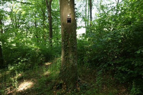 Der Waldfriedhof auf dem Galgenberg. An 34 Bäumen können hier die Aschen der Verstorbenen verstreut werden.