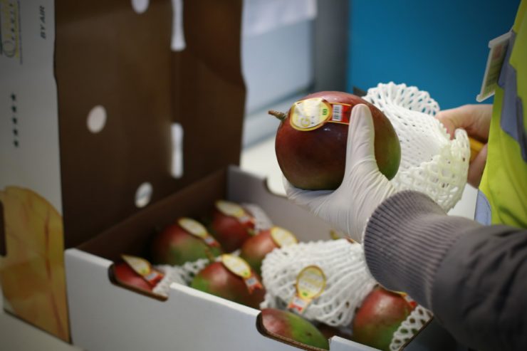 Pflanzengesundheit / Ungeliebte Tierchen: Prävention ist die beste Art der Schädlingsbekämpfung