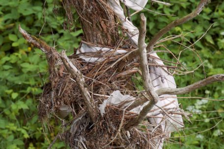 Plastikmüll und Zweige haben sich in einem Baum verfangen