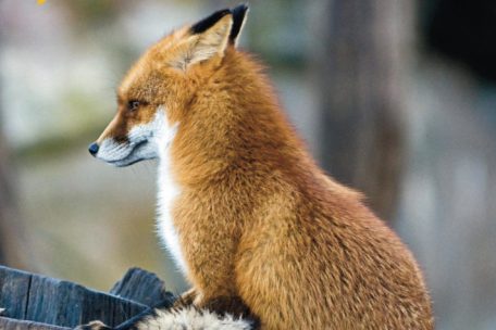 Für Interessierte gibt es bei der Naturverwaltung eine Broschüre über Füchse