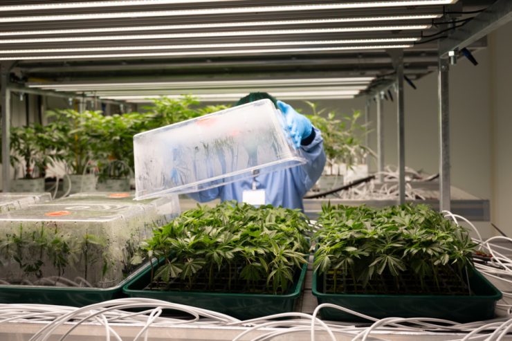 Modell für Luxemburg? / Cannabis-Anbau in Deutschland: Gärtnern hinter 24 Zentimeter dicken Wänden