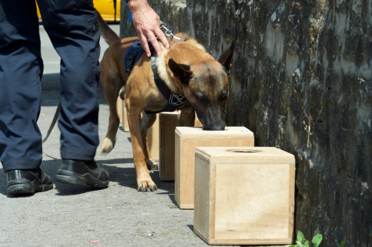 Sensible Nasen / Im Luxemburger Gefängnis sollen ab September Drogenhunde zum Einsatz kommen
