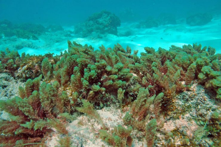 Umweltschutz der Zukunft / Algenfutter soll Kühe klimafreundlicher machen