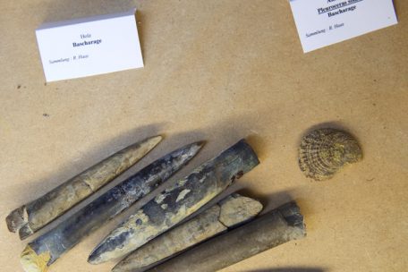 Belemniten besaßen zehn Fangarme und einen Tintenbeutel