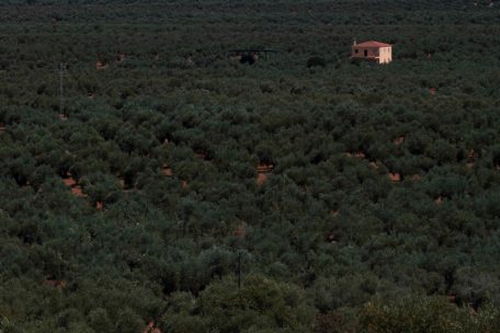 Dürre in Spanien / Trinkwasser wird rationiert – Oliven, Getreide und Wein vertrocknen