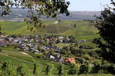 Die Moselregion ist für den Weinanbau bekannt 