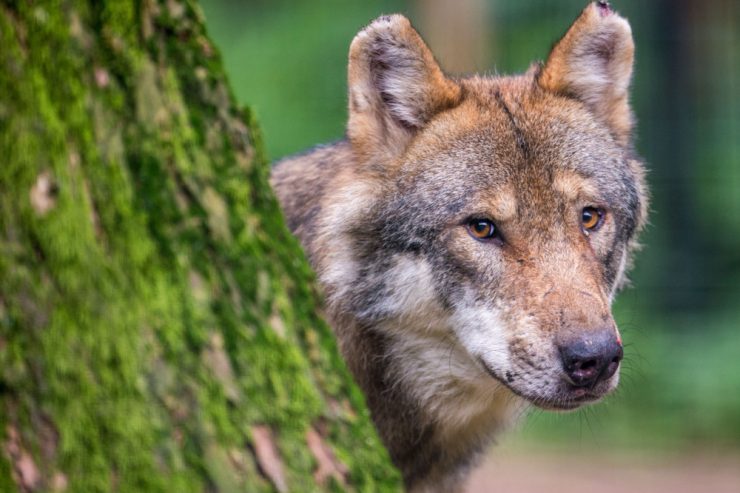 Tierwelt / Zahl der Wolfsrudel wächst in den Alpen rasant