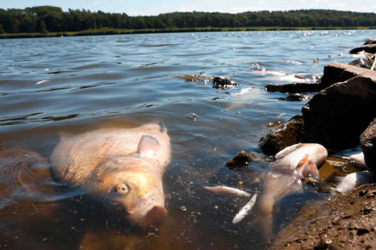 Potenzielle Umweltkatastrophe / Fischsterben in der Oder: „Ich rechne mit mehreren Tonnen Fisch, die wir rausholen“