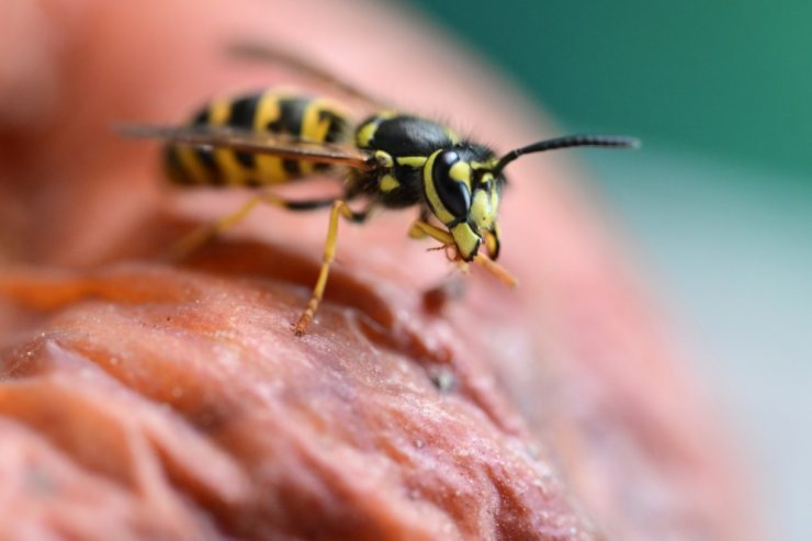 Umwelt / Nicht einfach zuschlagen: Wespen stehen in Luxemburg unter Naturschutz – und sind nützliche Bestäuber