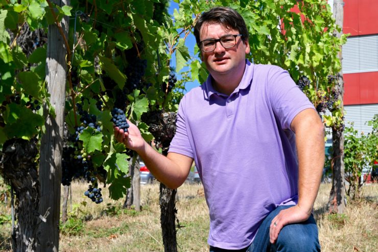 Weinbau / „Ein Kind der Sonne“: Weinbauexperte rechnet mit ordentlichem Jahrgang
