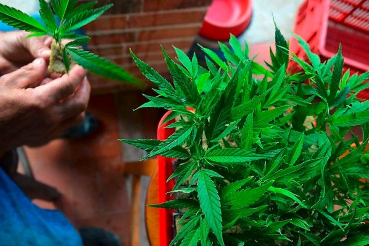 Editorial / Cannabis-Legalisierung ist nur ein Alibi