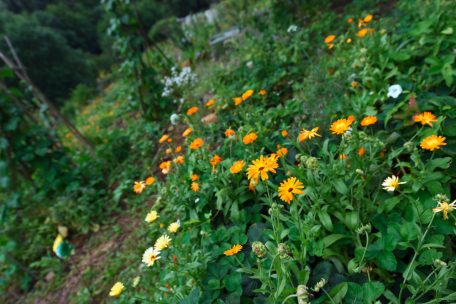 Naturnahe Grünflächen werden nicht nur billiger im Unterhalt, sie helfen auch zahlreichen Insekten