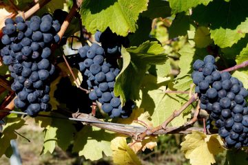 Von Hand gelesen / Luxemburger Weinbauern und ADEM arbeiten zusammen, um Erntehelfer zu rekrutieren