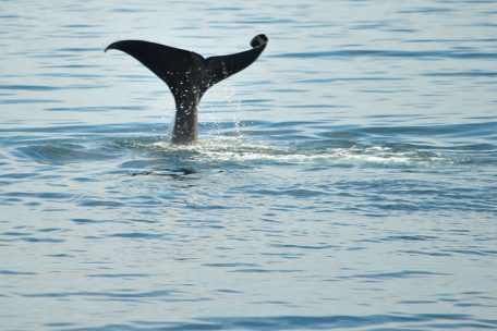 Und auch mehrere Pottwale bekommen wir zu sehen