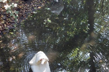 Die Schwäne am Echternacher See bei ihrer Morgenroutine