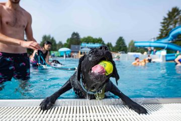 Wasserspaß / Bahn frei für die Vierbeiner: So verlief der Hundebadetag im Beforter Schwimmbad