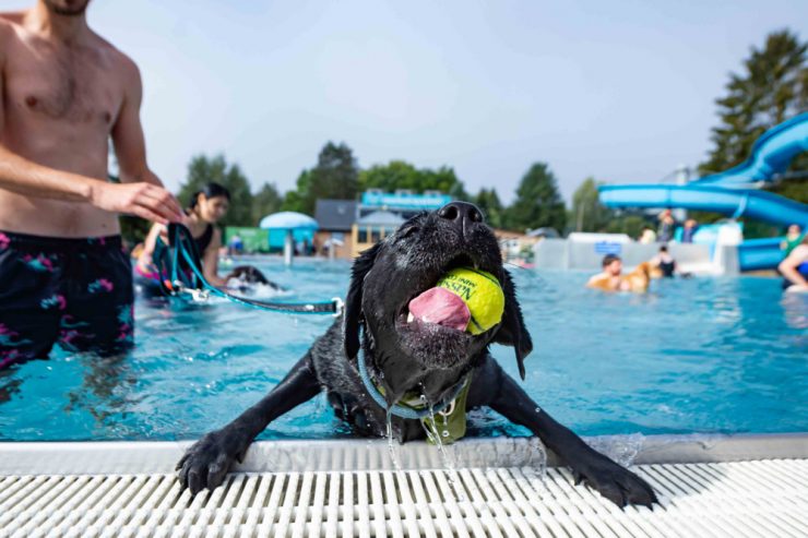 Wasserspaß / Bahn frei für die Vierbeiner: So verlief der Hundebadetag im Beforter Schwimmbad