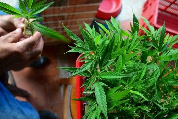 Cannabis-Plattform / Ermittlungen gegen „juicyfields.io“: Zehn Anzeigen sind aus Luxemburg erfolgt