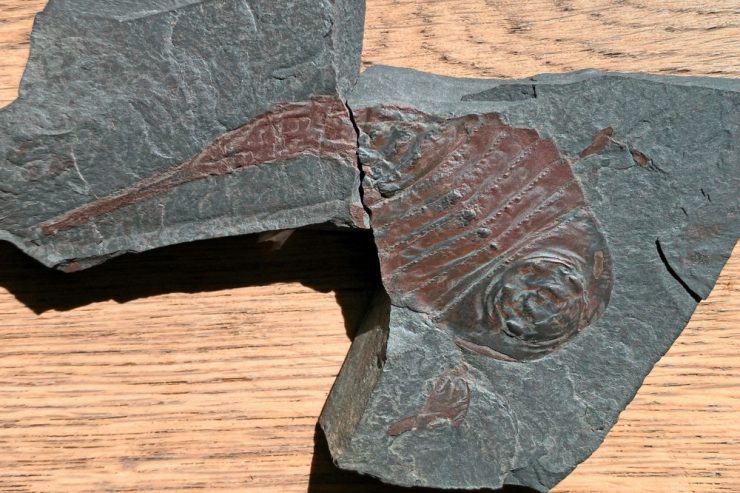 Consthum / 406 Millionen Jahre alte Wasserskorpione bei Ausgrabungen in Öslinger Steinbruch entdeckt