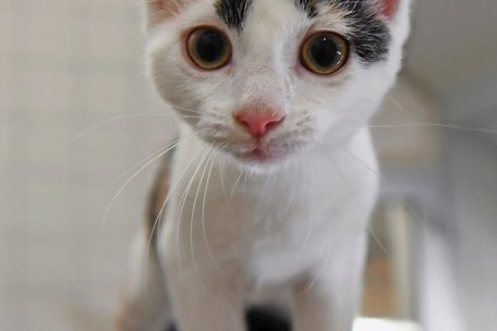 Auch bei Jungtieren ist es wichtig, im Notfall schnell zu handeln