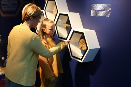Im Naturmusée können junge Museumsbesucher in diesem Jahr mehr über Bienen, Hummeln, Wespen und Co. erfahren 