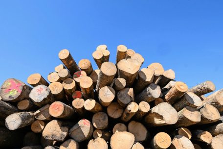 Südosteuropa / Ukraine-Krieg lichtet die Balkan-Wälder – Mit steigenden Preisen nimmt der illegale Holzeinschlag zu