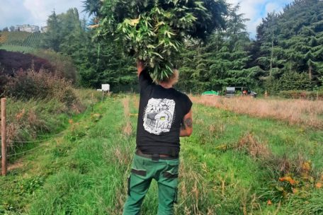 Luxemburg / Hanfbauer fährt Ernte ein: 20.000 CBD-Pflanzen unter freiem Himmel