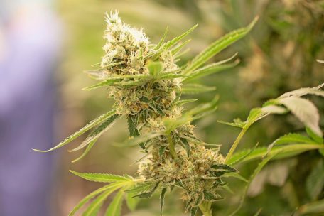 Deutschland / Eckpunkte für die Cannabis-Freigabe: 30 Gramm, „Fachgeschäfte“, Staffelung nach Alter