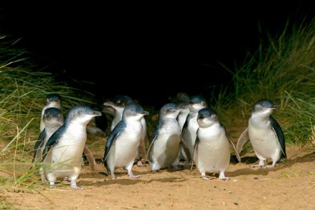 Fauna / Pinguin-Boom im Süden Australiens: Auf der „Pinguininsel“ leben 40.000 Artgenossen
