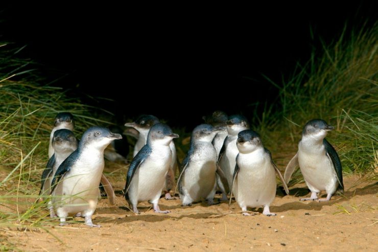 Fauna / Pinguin-Boom im Süden Australiens: Auf der „Pinguininsel“ leben 40.000 Artgenossen