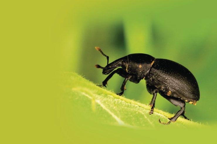Die Käferbank / Wie ein kleiner Haufen Erde Insekten rettet