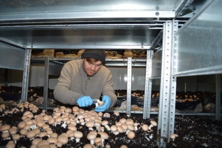 Der 29-jährige Landwirt Jeff Diderrich bei der Arbeit in einer der drei speziell für die Pilzzucht errichteten Kammern