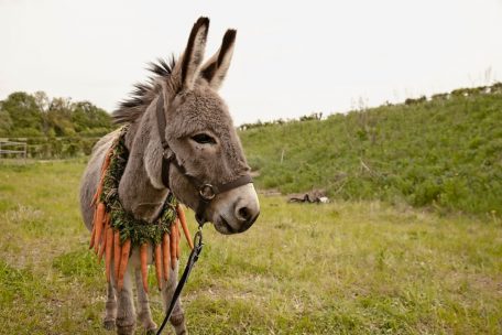 Cinéma / Heureux qui comme EO