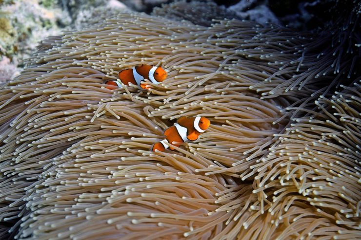 Great Barrier Reef / Australische Regierung will Aufnahme des Riffs auf Liste der gefährdeten Welterben verhindern