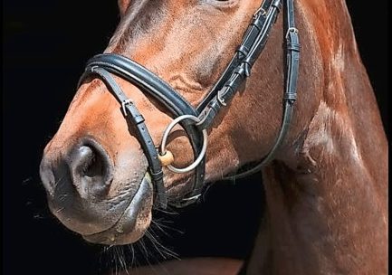 (3) „Beautiful Horses 2023“, Neumann Verlag, Kiel 2022, 30,00 Euro