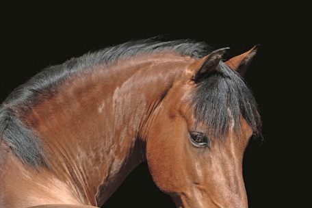 (7) Sabrina Hain – „Horses on Black 2023“, Korsch Verlag, Gilching 2022, 27,95 Euro
