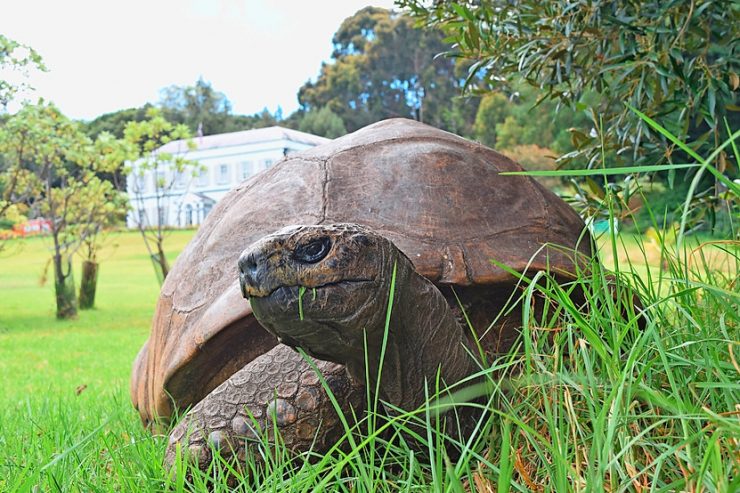 Kopf des Tages / Jonathan, der Überlebenskünstler: Älteste Schildkröte der Welt wird 190