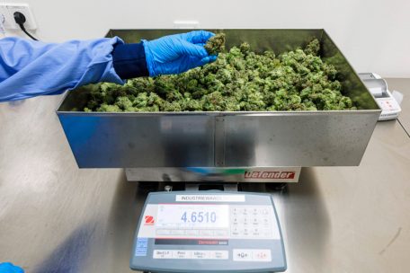 Zu Beginn des Pilotprojektes gab es medizinisches Cannabis nur in Blütenform