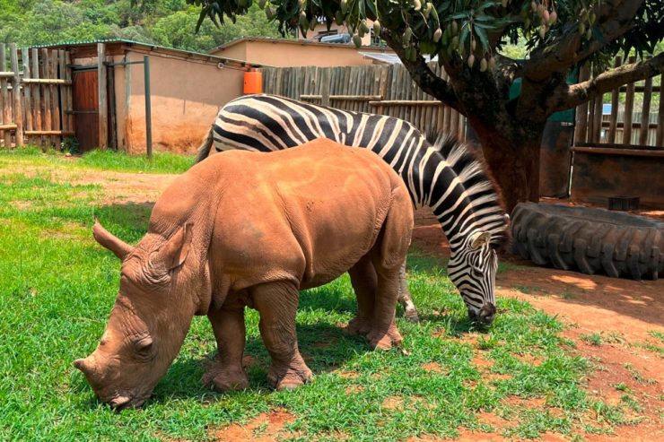 Wissen / Kleines Nashorn und Zebra werden dicke Freunde