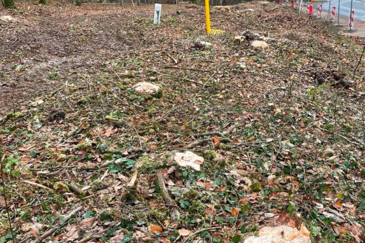 Sanem / Bürgerinitiative: „Kahlschlag im Bobësch und Zämerbësch ist pure Willkür“