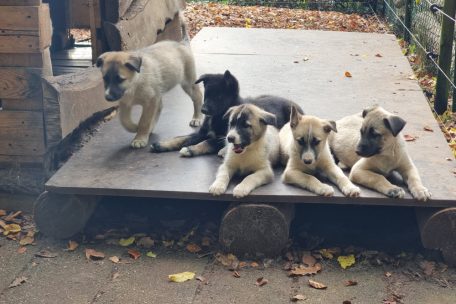 Vier Monate alt ist der Nachwuchs von Torino und Soul mittlerweile 