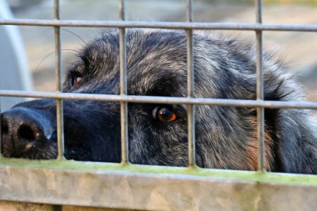 Düdelingen / Von „Covid-Hunden“ und einem Tierheim-Umzug auf vier Pfoten