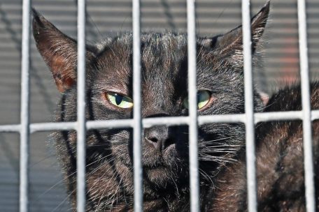 Minusgrade und ein paar Sonnenstrahlen: Das Außengehege ist besonders bei den scheuen Katzen sehr beliebt, die sich vom Trubel fernhalten wollen