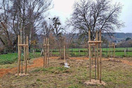 Jetzt muss der „Wald“ nur noch wachsen