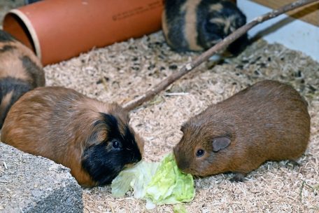 Klein, aber oho: Meerschweinchen sind ausgezeichnete Therapiehelfer