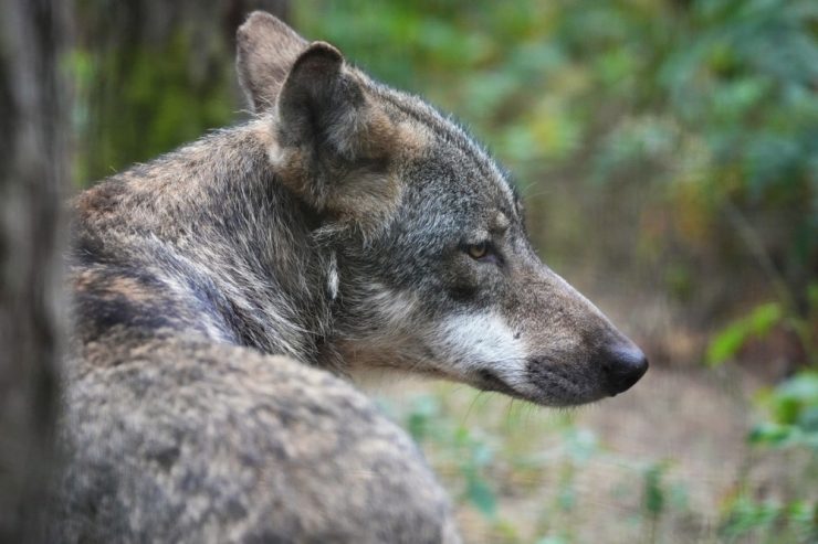 Ulflingen / Naturverwaltung berichtet von gerissenem Schaf: Kehrt der Wolf zurück nach Luxemburg?