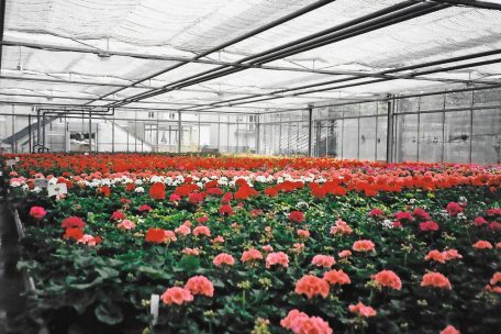In jedem Frühjahr wurden bis zu 25.000 Geranien hochgezüchtet